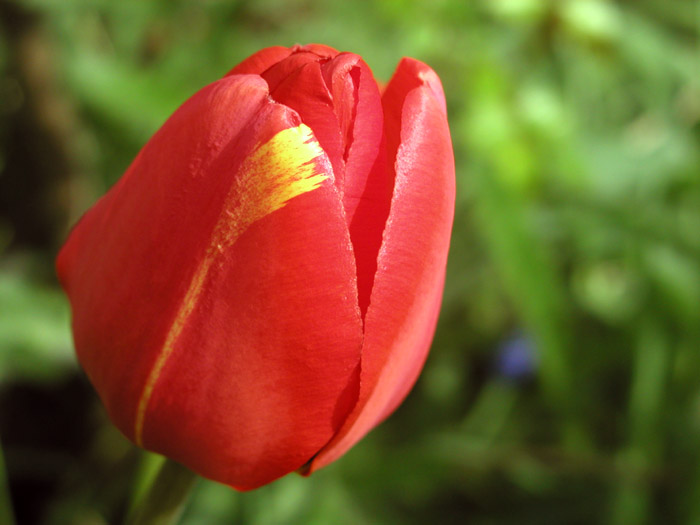 tulipan